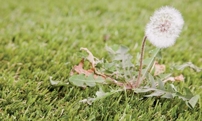 Weed prevention tips for lawn care novices