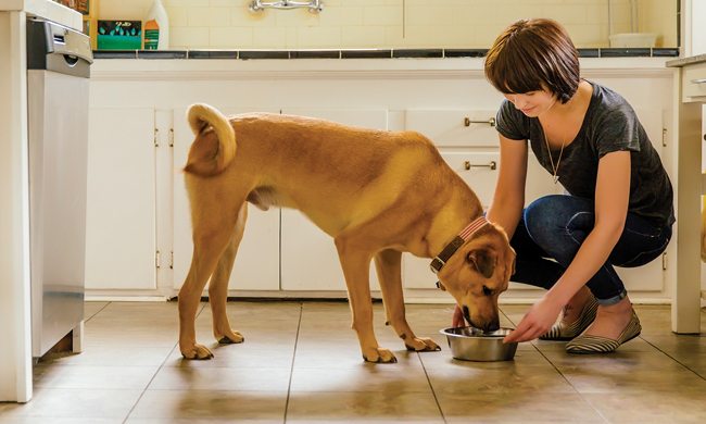 NUTRO. FEED CLEAN™ dry dog food recipes