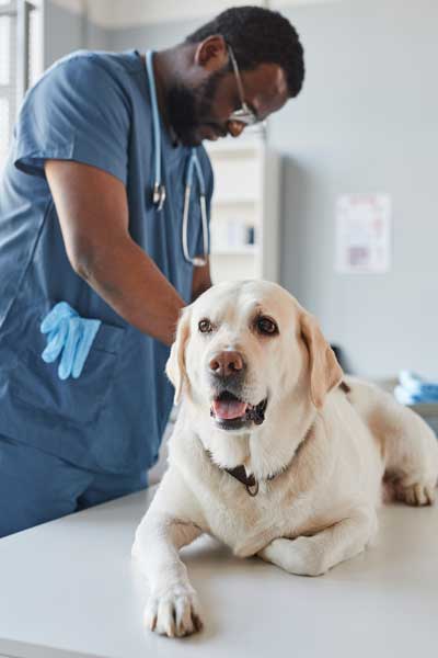 Dogs can have constipation or diarrhea for a variety of reasons - Family Life Tips Magazine